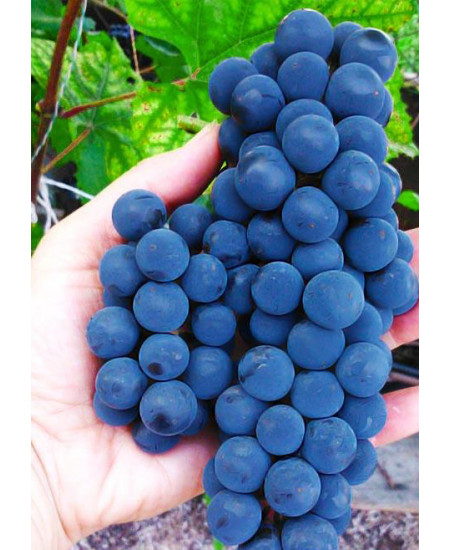 Виноград Альфа Виноград Альфа