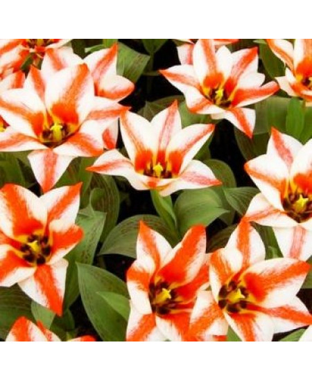 Тюльпан гибрид грейга "Царь Петр" (Czaar Peter) 3шт в упаковке (размер 12\+) Тюльпан гибрид грейга "Царь Петр" (Czaar Peter) 3шт в упаковке (размер 12\+)