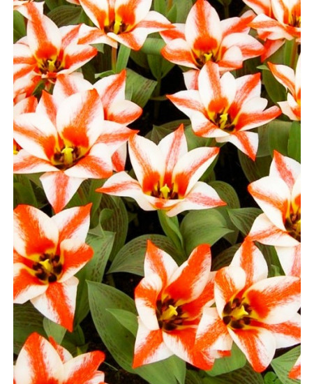 Тюльпан гибрид грейга "Царь Петр" (Czaar Peter) 3шт в упаковке (размер 12\+) Тюльпан гибрид грейга "Царь Петр" (Czaar Peter) 3шт в упаковке (размер 12\+)