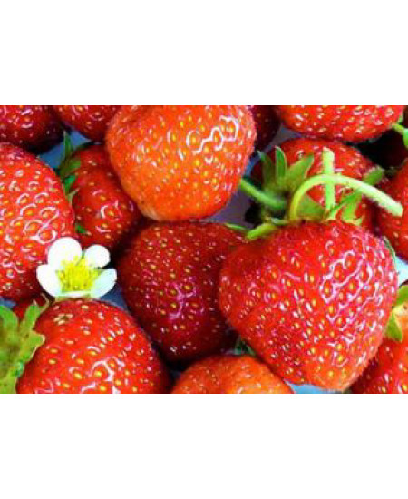 Клубника Зенга (Упаковка 5шт) Клубника Зенга (Упаковка 5шт)