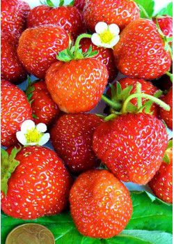 Клубника Зенга (Упаковка 5шт)