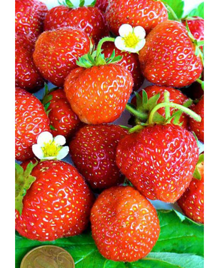 Клубника Зенга (Упаковка 5шт) Клубника Зенга (Упаковка 5шт)