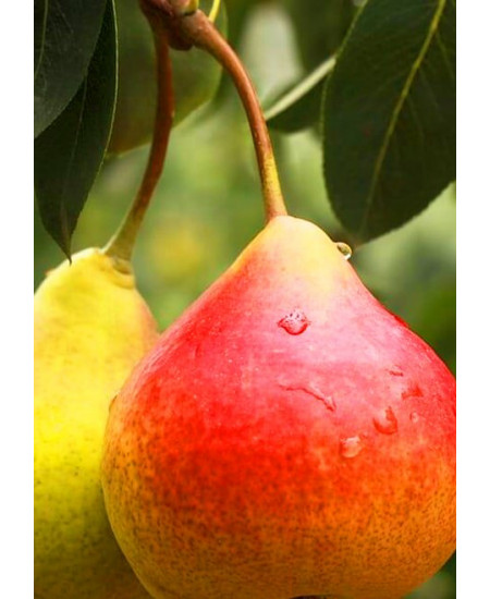 Груша Краснобокая Груша Краснобокая