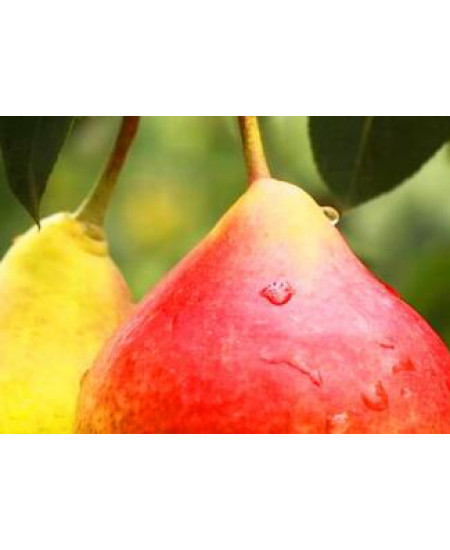 Груша Краснобокая Груша Краснобокая