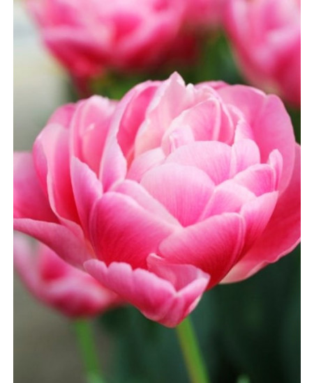 Тюльпан махровый поздний "Вог" (Vogue) 3шт в упаковке (размер 11\+) Тюльпан махровый поздний "Вог" (Vogue) 3шт в упаковке (размер 11\+)