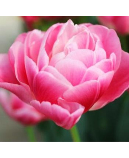 Тюльпан махровый поздний "Вог" (Vogue) 3шт в упаковке (размер 11\+) Тюльпан махровый поздний "Вог" (Vogue) 3шт в упаковке (размер 11\+)