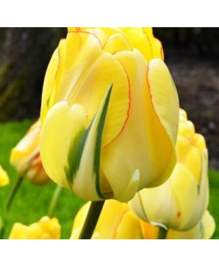 Тюльпан махровый поздний "Акебоно" (Akebono) 3шт в упаковке (размер 12\+) Тюльпан махровый поздний "Акебоно" (Akebono) 3шт в упаковке (размер 12\+)