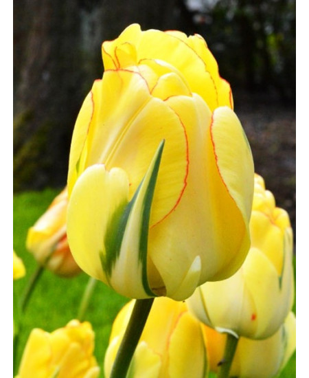 Тюльпан махровый поздний "Акебоно" (Akebono) 3шт в упаковке (размер 12\+) Тюльпан махровый поздний "Акебоно" (Akebono) 3шт в упаковке (размер 12\+)