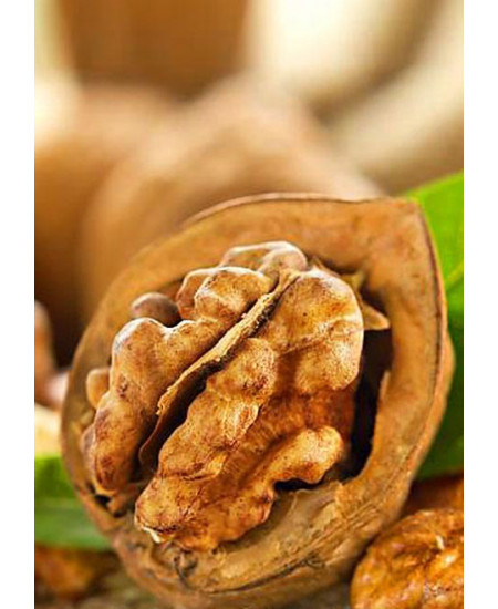 Орех грецкий Кочерженко Орех грецкий Кочерженко