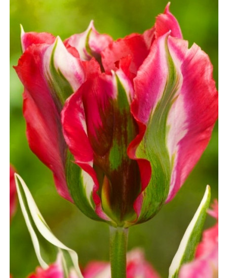 Тюльпан зеленоцветный "Эсперанто" (Esperanto) 3шт в упаковке (размер 11/12) Тюльпан зеленоцветный "Эсперанто" (Esperanto) 3шт в упаковке (размер 11/12)