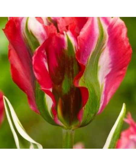 Тюльпан зеленоцветный "Эсперанто" (Esperanto) 3шт в упаковке (размер 11/12) Тюльпан зеленоцветный "Эсперанто" (Esperanto) 3шт в упаковке (размер 11/12)