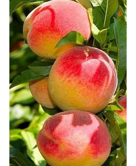 Персик Снакр Персик Снакр