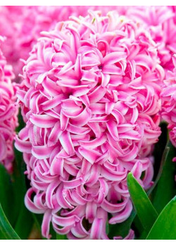 Гиацинт садовый "Пинк Перл" (Pink Pearl) 3шт в упаковке (размер 14/15)