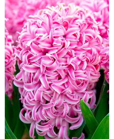 Гиацинт садовый "Пинк Перл" (Pink Pearl) 3шт в упаковке (размер 14/15) Гиацинт садовый "Пинк Перл" (Pink Pearl) 3шт в упаковке (размер 14/15)