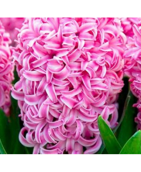 Гиацинт садовый "Пинк Перл" (Pink Pearl) 3шт в упаковке (размер 14/15) Гиацинт садовый "Пинк Перл" (Pink Pearl) 3шт в упаковке (размер 14/15)