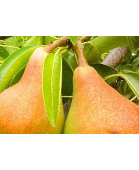 Груша Москвичка Груша Москвичка