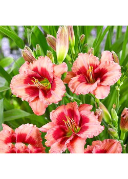 Лилейник Дресс Пинк