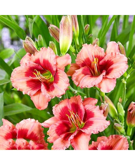 Лилейник Дресс Пинк Лилейник Дресс Пинк