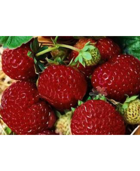 Клубника Мице-шиндлер (Упаковка 5шт) Клубника Мице-шиндлер (Упаковка 5шт)