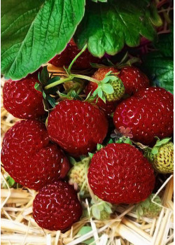 Клубника Мице-шиндлер (Упаковка 5шт)