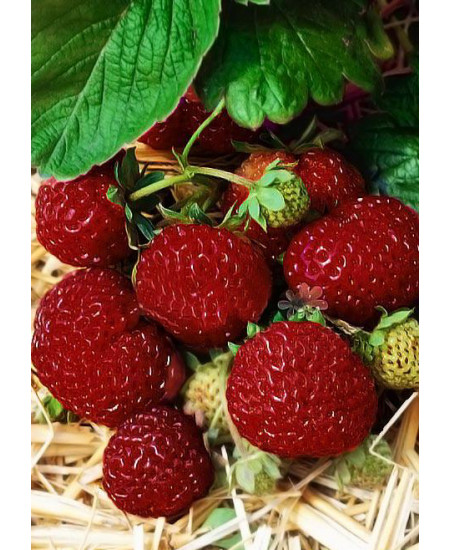 Клубника Мице-шиндлер (Упаковка 5шт) Клубника Мице-шиндлер (Упаковка 5шт)