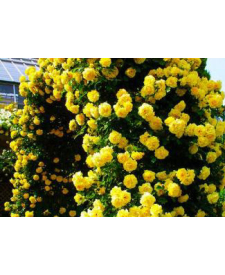 Роза плетистая Волшебница Роза плетистая Волшебница