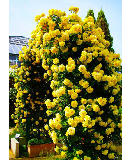 Роза плетистая Волшебница Роза плетистая Волшебница