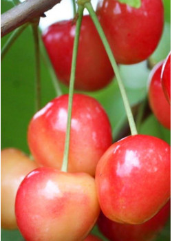 Черешня Брянская розовая