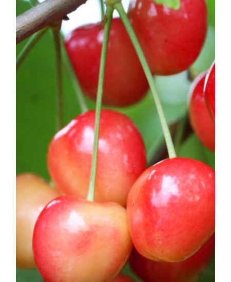 Черешня Брянская розовая Черешня Брянская розовая