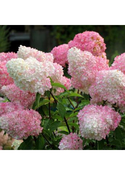 ГОРТЕНЗИЯ МЕТЕЛЬЧАТАЯ ВАНИЛЬНО-КЛУБНИЧНАЯ