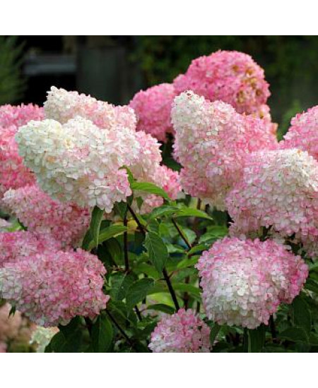 ГОРТЕНЗИЯ МЕТЕЛЬЧАТАЯ ВАНИЛЬНО-КЛУБНИЧНАЯ ГОРТЕНЗИЯ МЕТЕЛЬЧАТАЯ ВАНИЛЬНО-КЛУБНИЧНАЯ