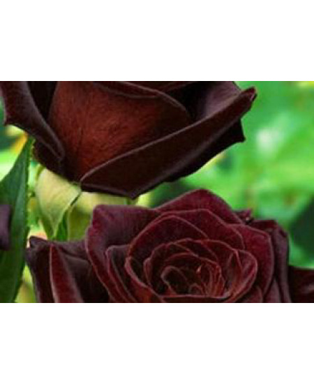 Роза чайно-гибридная Королевство грез Роза чайно-гибридная Королевство грез