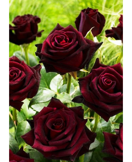 Роза чайно-гибридная Королевство грез Роза чайно-гибридная Королевство грез