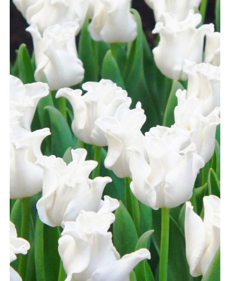 Тюльпан триумф "Уайт Либерстар" (White Liberstar) 3шт в упаковке (размер 12\+) Тюльпан триумф "Уайт Либерстар" (White Liberstar) 3шт в упаковке (размер 12\+)