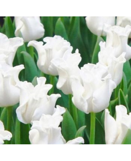 Тюльпан триумф "Уайт Либерстар" (White Liberstar) 3шт в упаковке (размер 12\+) Тюльпан триумф "Уайт Либерстар" (White Liberstar) 3шт в упаковке (размер 12\+)