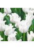 Тюльпан триумф "Уайт Либерстар" (White Liberstar) 3шт в упаковке (размер 12\+) Тюльпан триумф "Уайт Либерстар" (White Liberstar) 3шт в упаковке (размер 12\+)