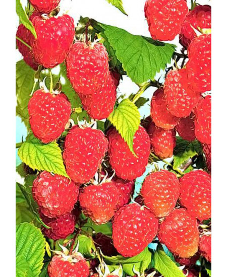 Малина Шапка мономаха Малина Шапка мономаха