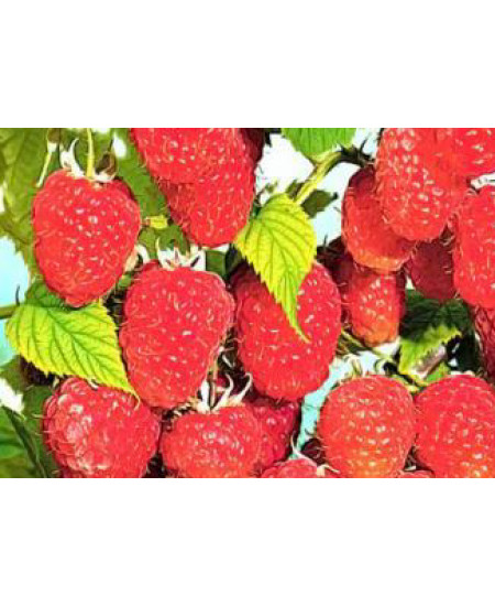 Малина Шапка мономаха Малина Шапка мономаха