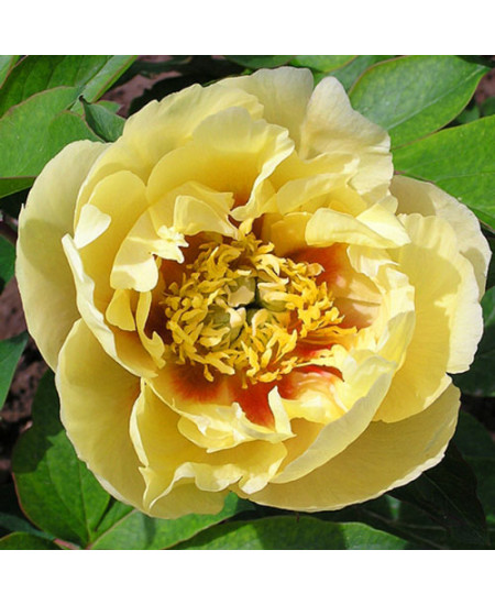 Пион-Ито Ориентал Голд Пион-Ито Ориентал Голд