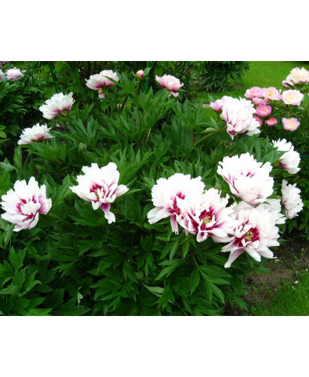 Пионы Кора Луиза Пионы Кора Луиза