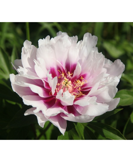 Пионы Кора Луиза Пионы Кора Луиза