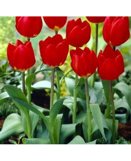 Тюльпан простой ранний "Ред Ревивал" (Red Revival) 3шт в упаковке (размер 11/12) Тюльпан простой ранний "Ред Ревивал" (Red Revival) 3шт в упаковке (размер 11/12)