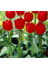 Тюльпан простой ранний "Ред Ревивал" (Red Revival) 3шт в упаковке (размер 11/12) Тюльпан простой ранний "Ред Ревивал" (Red Revival) 3шт в упаковке (размер 11/12)