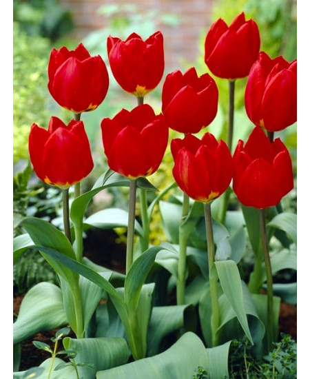 Тюльпан простой ранний "Ред Ревивал" (Red Revival) 3шт в упаковке (размер 11/12) Тюльпан простой ранний "Ред Ревивал" (Red Revival) 3шт в упаковке (размер 11/12)