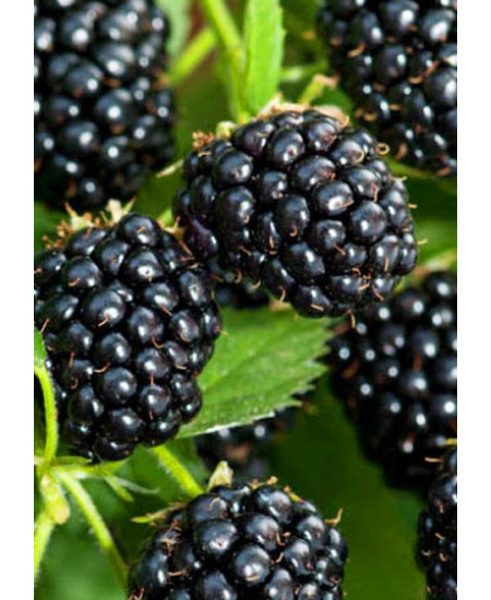 Ежевика Торнфри Ежевика Торнфри