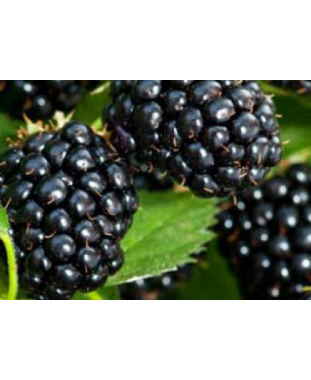 Ежевика Торнфри Ежевика Торнфри