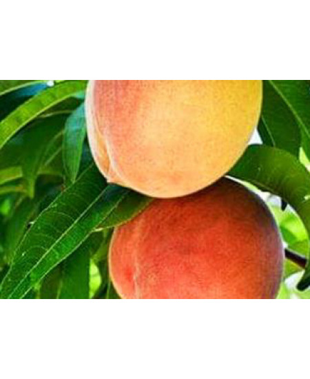 Персик Понтийский Персик Понтийский