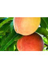 Персик Понтийский Персик Понтийский