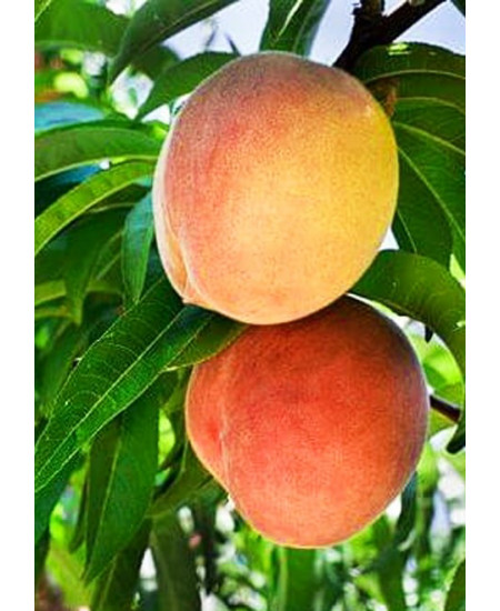 Персик Понтийский Персик Понтийский