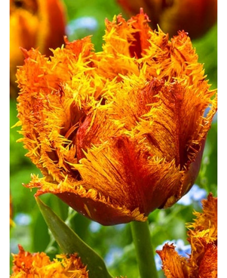 Тюльпан махровый бахромчатый "Бастия" (Bastia) 3шт в упаковке (размер 12\+) Тюльпан махровый бахромчатый "Бастия" (Bastia) 3шт в упаковке (размер 12\+)